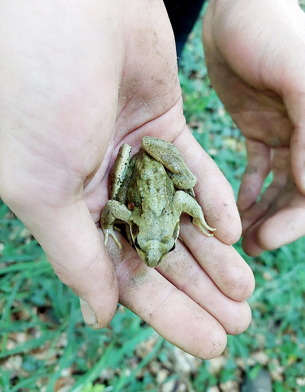 Ein kleiner Frosch liegt vorsichtig gehalten auf einer Hand.